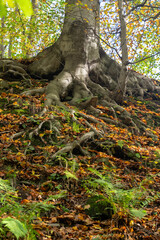Detail of a beech tree trunk with roots in the forest.