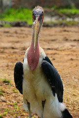The Marabou Stork, Leptoptilos crumeniferus, is a large wading bird in the stork family Ciconiidae. It breeds in Africa south of the Sahara.