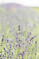 field of lavender or sage. flowering medicinal plants in wild. fragrant purple flowers in meadow. amazing lavender blooms. Collecting plants treatment, herbal tea. Sage plantation, healthy lifestyle