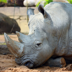 Obraz premium The white rhinoceros or square-lipped rhinoceros is the largest extant species of rhinoceros. It has a wide mouth used for grazing and is the most social of all rhino species