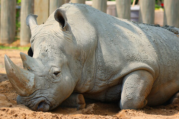 The white rhinoceros or square-lipped rhinoceros is the largest extant species of rhinoceros.  It...