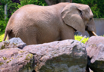African elephants are elephants of the genus Loxodonta. The genus consists of two extant species:...