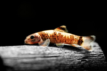 Magnificent algae eater, Garra flavatra fish underwater swim also called Panda Garra in the nature...