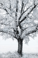A Frozen Tree