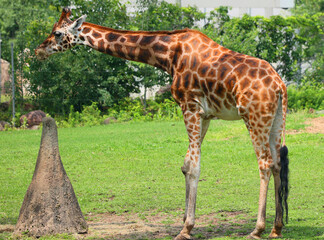 The giraffe (Giraffa camelopardalis) is an African even-toed ungulate mammal, the tallest of all extant land-living animal species, and the largest ruminant.