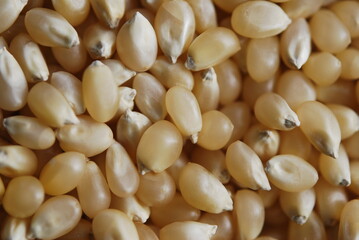 corn kernels close up