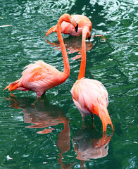 American flamingo (Phoenicopterus ruber) is a large species of flamingo closely related to the greater flamingo and Chilean flamingo native to the Neotropics.
