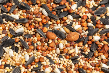 Closeup of birdseed mixture of cracked corn, sunflower seeds, milo and millet. Concept of backyard birdfeeder, bird food and wildlife