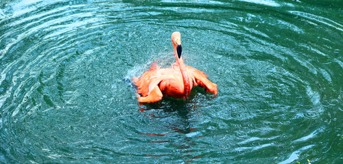 American flamingo (Phoenicopterus ruber) is a large species of flamingo closely related to the...