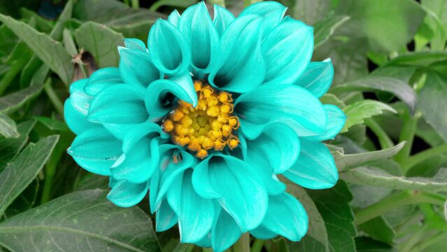 4K Time lapse of blooming Flower. Beautiful blue Dahlia opening up. Timelapse of growing blossom big flower on green leaves background. Top view.