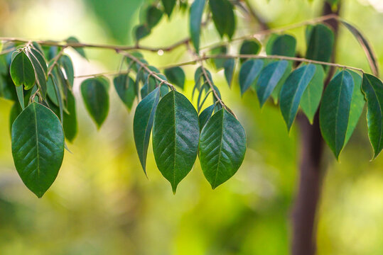 Star Fruit Leaves Close Up View,
Springtime green leafy background,
(Carambola, Kamranga, Balimbing)
