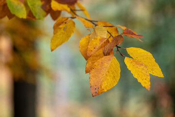 Colorful beech leaves on a twig.