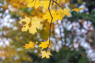 Yellow maple leaves on a twig.