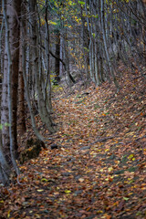 Path in the forest with fallen leaves.