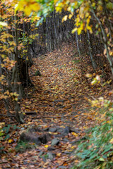 Path in the forest with fallen leaves.