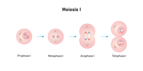 Meiosis 1 Phases Scientific Design. Vector Illustration. - obrazy, fototapety, plakaty