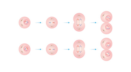 Meiosis 2 Phases Scientific Design. Vector Illustration.