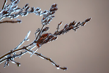 Icicles on icy tree branches. temperature swing season and winter weather in autumn