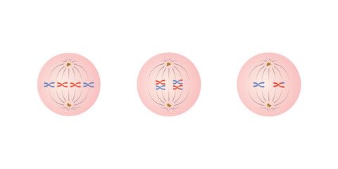 Metaphase in Mitosis and Meiosis Scientific Design. Vector Illustration. - obrazy, fototapety, plakaty