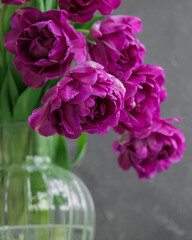 bouquet of gray red lilac tulips in glass vase on dark background. flower bouquet in vase on table. Gift interior decoration. florist, decorator. Flower shop.