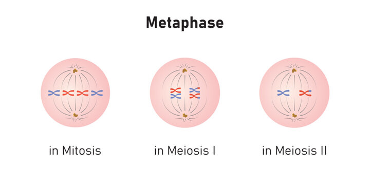 Metaphase in Mitosis and Meiosis Scientific Design. Vector Illustration.