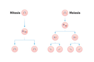 Mitosis and Meiosis Scientific Design. Vector Illustration.
