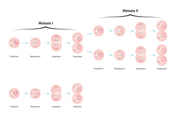Mitosis and Meiosis Scientific Design. Vector Illustration.