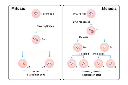Mitosis and Meiosis Scientific Design. Vector Illustration.