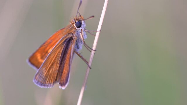 Thymelicus sylvestris is a small butterfly also called Longline Golden, from the Hesperiidae family.