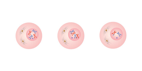 Prophase in Mitosis and Meiosis Scientific Design. Vector Illustration.