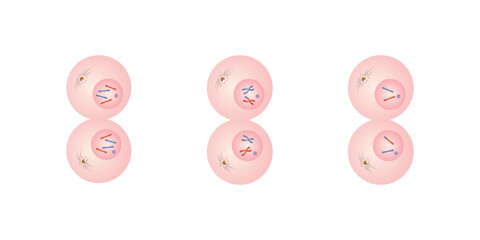 Telophase in Mitosis and Meiosis Scientific Design. Vector Illustration.