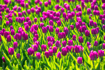 large field of blooming purple tulips. flowers and botany