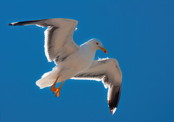 A seagull in front of blue sky