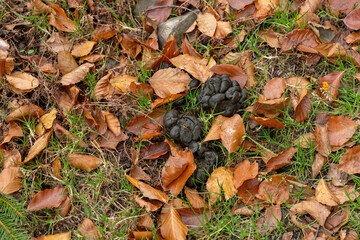 Detail of deer droppings in the forest.
