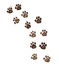 A trail of muddy dog pawprints isolated on a pure white background