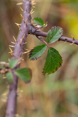 Detail of blackberry leaf and thorns.