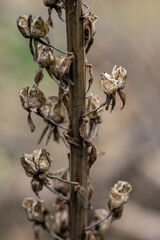The cold part with the fruits on the stem.