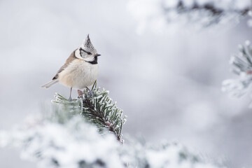 Crested tit in winter