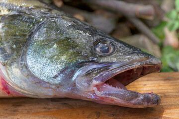 Zander and his Teeth in detail, the Fish from freshwater Deep, Sander lucioperca