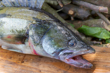 Zander and his Teeth in detail, the Fish from freshwater Deep, Sander lucioperca