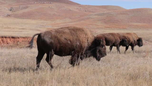 Herd of Bison (American Buffalo) in Wind Cave National Park in South Dakota.