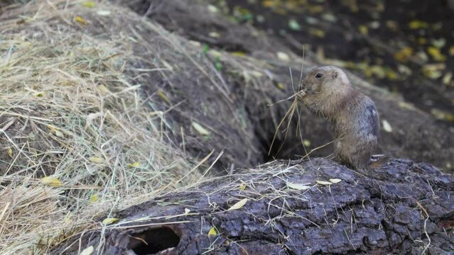 small fluffy gopher rodent beautiful