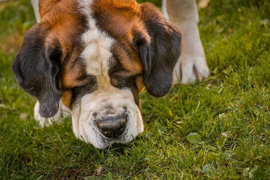 Dog sniffing. One white and brown Saint Bernard dog on meadow. St. Bernard. Alpine Spaniel.