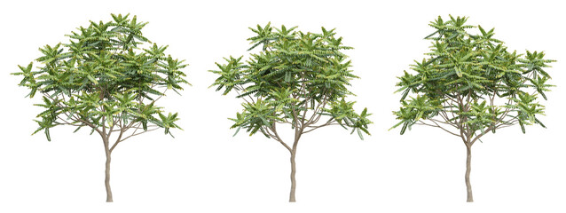 Green chukrasia tabularis tree on transparent background, png plant, 3d render illustration.