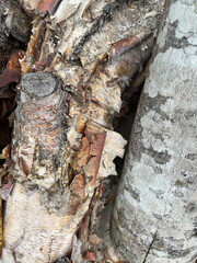 Closeup of pile of firewood