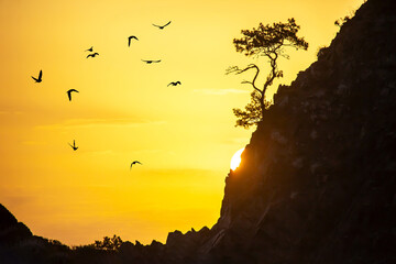 lonely pine grows on a rock in the Sunny dawn. silhouettes of a flock of flying birds. Dawn in the...