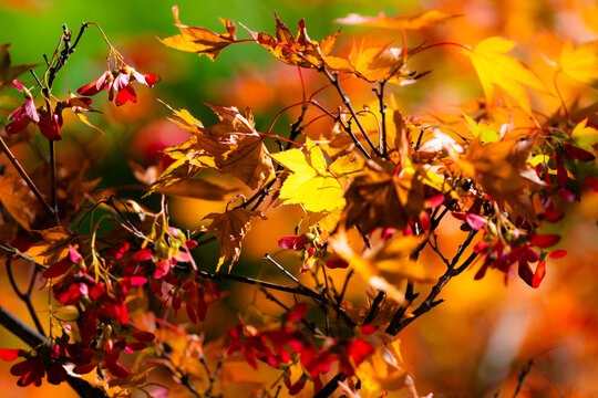 Autumn Leaves Background