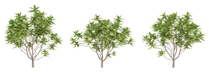 Green chukrasia tabularis tree on transparent background, png plant, 3d render illustration.