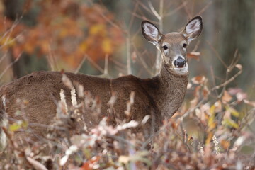 A female whitetail deer in autumn