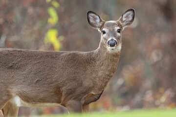 Closeup of a young female whitetail deer